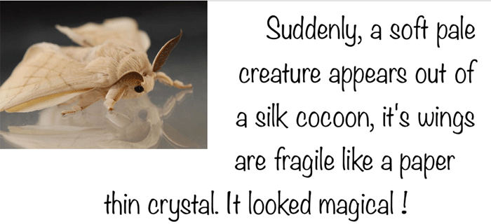 Silk-moth-poem