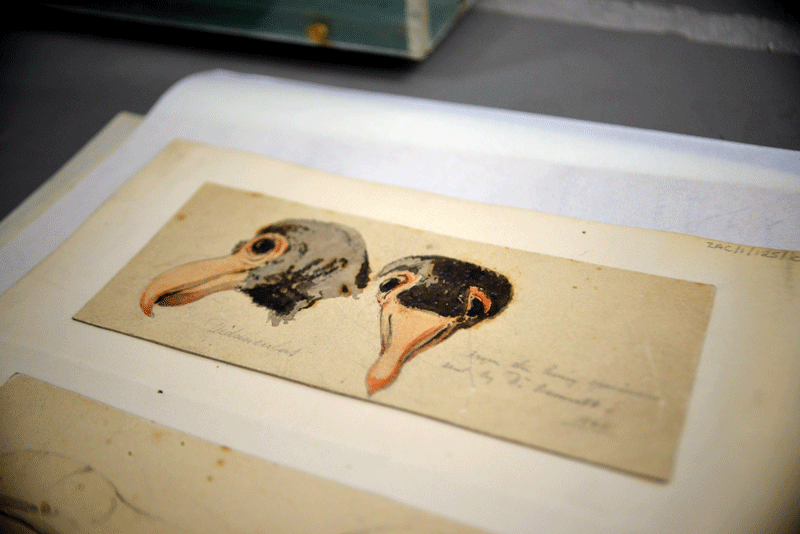 dodo-portrait