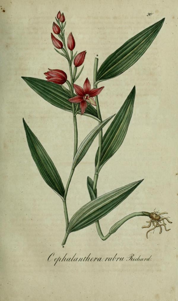 Red helleborine (Cephalanthera rubra) 2