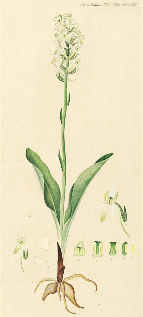 The Lesser Butterfly-orchid (Platanthera bifolia) 2