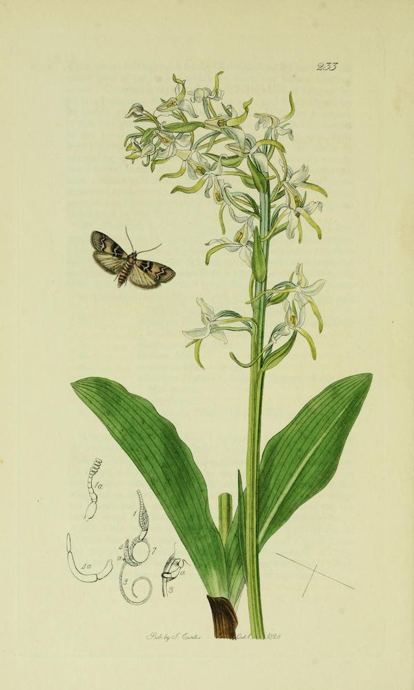 The Lesser Butterfly-orchid (Platanthera bifolia)